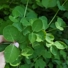Grape Honeysuckle thumbnail 3