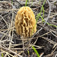 Mountain Blond Morel thumbnail 4