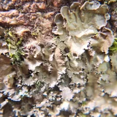 Fringed Kidney Lichen thumbnail 3