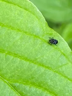 Piazorhinus scutellaris thumbnail 4