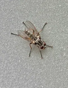 Eustalomyia vittipes thumbnail 4