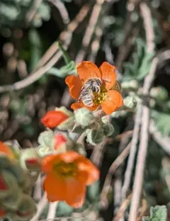 Globe Mallow Bee thumbnail 4