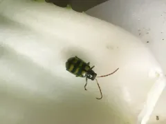 Banded Cucumber Beetle thumbnail 3