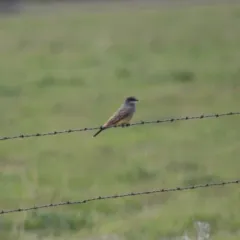 Cassin's Kingbird thumbnail 3