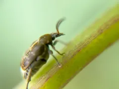 Broadbean Weevil thumbnail 3