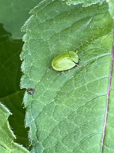 Green Tortoise Beetle