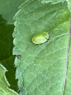 Green Tortoise Beetle thumbnail 1