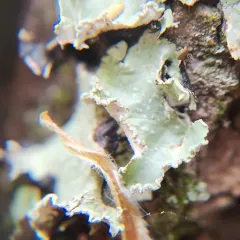 Chicita's Sea Storm Lichen thumbnail 3