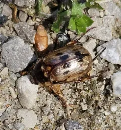 Anomala undulata thumbnail 3