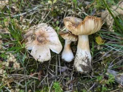 Russula cremeirosea thumbnail 2
