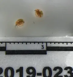 Common Water Flea thumbnail 4