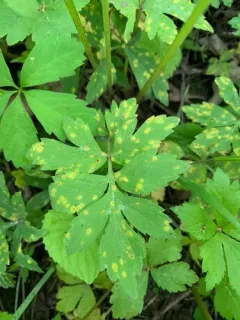 Puccinia apocrypta thumbnail 2