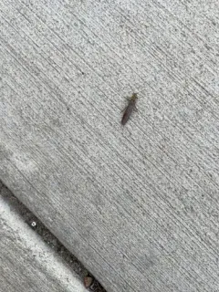 Striped Stone thumbnail 4