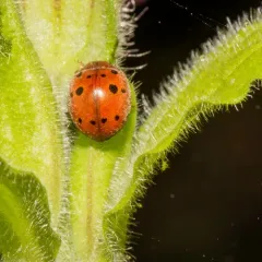 24-spot Ladybird thumbnail 3