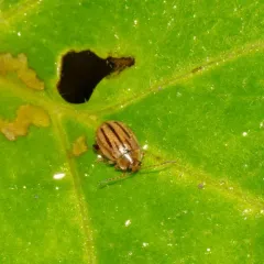 Belly-banded Flea Beetle thumbnail 4