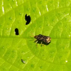 Sumitrosis rosea thumbnail 4