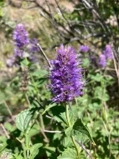 Western Giant Hyssop thumbnail 2