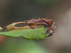 Coleophora glaucella thumbnail 3