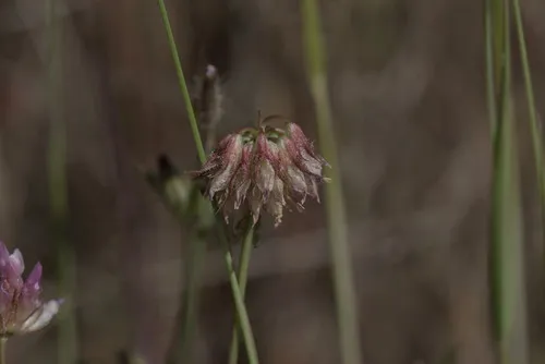 Tree Clover
