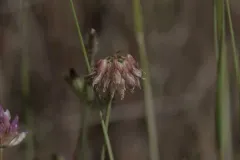 Tree Clover thumbnail 1