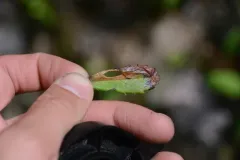 Coleophora glaucella thumbnail 4