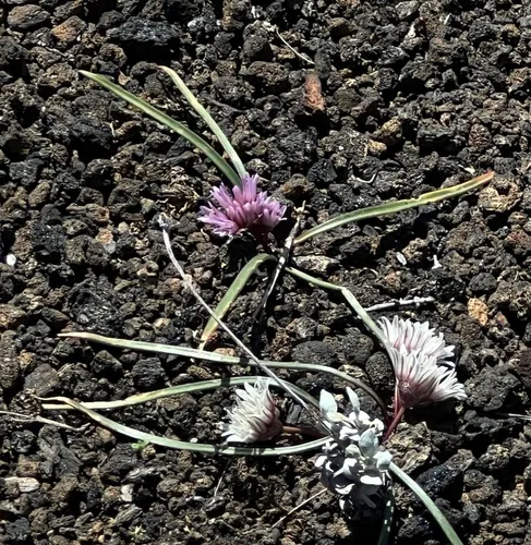 small onion