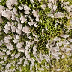 sheepish pelt lichen thumbnail 4
