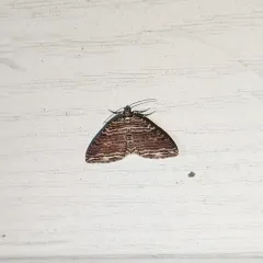 Many-lined Carpet Moth thumbnail 4