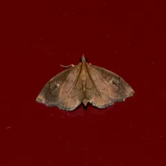 Titian Peale's Moth thumbnail 2