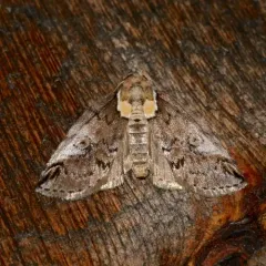 Eyed Baileya Moth thumbnail 1