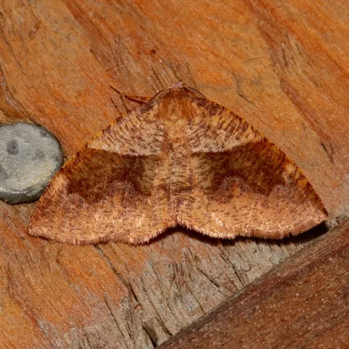 Barred Umber