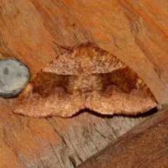 Barred Umber thumbnail 1