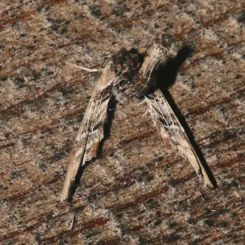 Light Marathyssa Moth