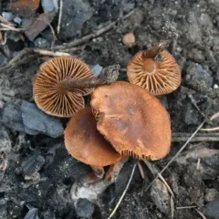 Crassisporium funariophilum thumbnail 2