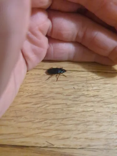 Anisodactylus verticalis