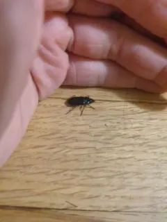 Anisodactylus verticalis thumbnail 1