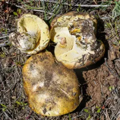Suillus pseudobrevipes thumbnail 4