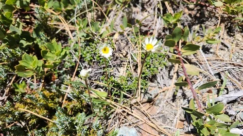 Stansell's Fleabane