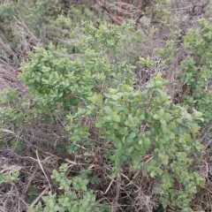 Roundleaf Snowberry thumbnail 3