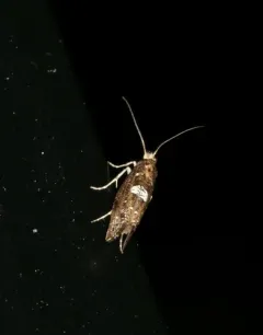 Leek Moth thumbnail 3