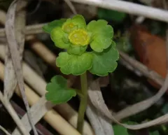 Iowa Golden-saxifrage thumbnail 2