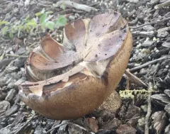 Manzanita bolete thumbnail 2
