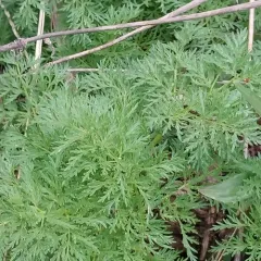Fernleaf Biscuitroot thumbnail 2