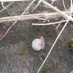 Rocky Mountainsnail thumbnail 4