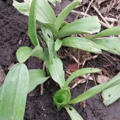 Alaska Rein Orchid thumbnail 3