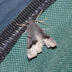 Honest Pero Moth thumbnail 4