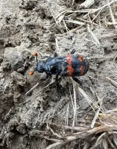 Yellow-bellied Burying Beetle thumbnail 4