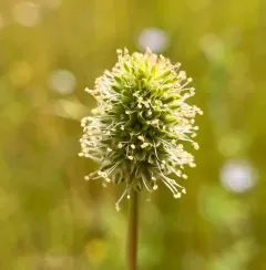 western burnet thumbnail 4