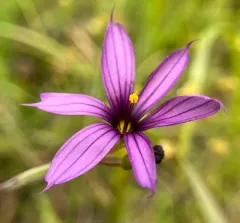 Hitchcock's Blue-eyed Grass thumbnail 2