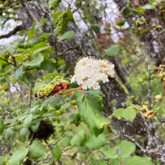 oval-leaved viburnum thumbnail 2